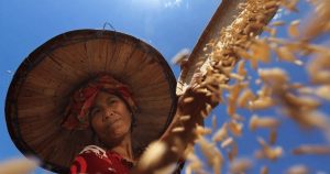 Giá lúa gạo hôm nay 21/3: Philippines có thể tăng nhập khẩu và áp giá trần để hạ nhiệt giá gạo trong nước