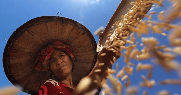 Giá lúa gạo hôm nay 21/3: Philippines có thể tăng nhập khẩu và áp giá trần để hạ nhiệt giá gạo trong nước