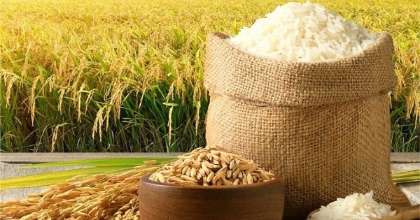 Giá lúa gạo hôm nay 27/3: Cước vận chuyển tăng cao và thiếu hụt container gây gián đoạn thương mại gạo toàn cầu
