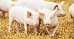 Dự báo giá heo hơi ngày 16/3: Thị trường sẽ tiếp tục biến động trong tuần tới