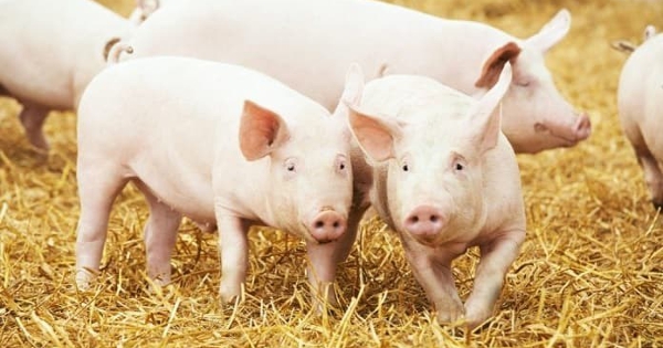 Dự báo giá heo hơi ngày 16/3: Thị trường sẽ tiếp tục biến động trong tuần tới