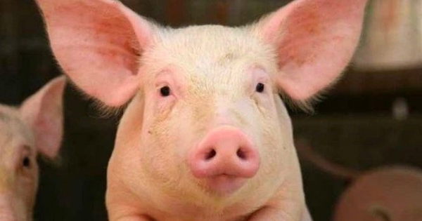 Dự báo giá heo hơi ngày 6/3: Sẽ duy trì xu hướng đi xuống