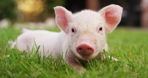 Dự báo giá heo hơi ngày 4/3: Sẽ tiếp tục đi xuống