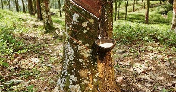Giá cao su hôm nay 28/3: Nhật Bản tăng phiên thứ 4 liên tiếp, cao su tổng hợp Trung Quốc lập đỉnh mới