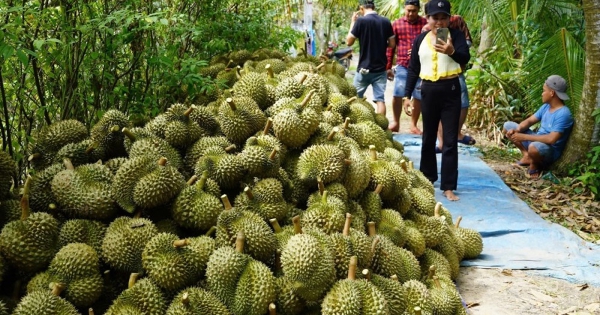 Kim ngạch xuất khẩu sầu riêng tăng vọt