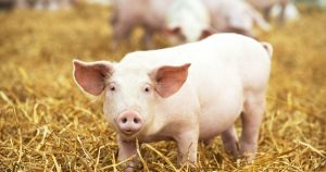 Dự báo giá heo hơi ngày 17/3: Một số địa phương có thể trở lại đà tăng