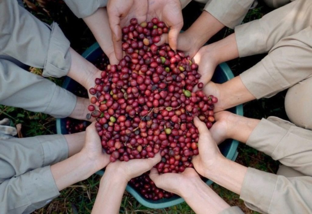 Cần định nghĩa chất lượng cho cà phê Robusta Việt Nam