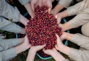 Cần định nghĩa chất lượng cho cà phê Robusta Việt Nam