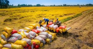 Giá lúa gạo hôm nay 11/4: Giá gạo xuất khẩu tăng vọt trong bối cảnh sản lượng của Philippines có nguy cơ giảm mạnh