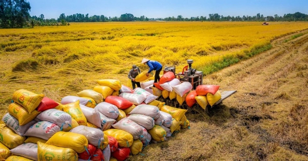 Giá lúa gạo hôm nay 11/4: Giá gạo xuất khẩu tăng vọt trong bối cảnh sản lượng của Philippines có nguy cơ giảm mạnh