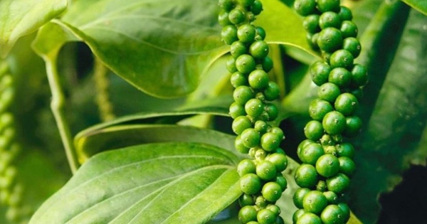 Cảnh báo lừa đảo thương mại hồ tiêu tại Pakistan, doanh nghiệp thiệt hại gần 600.000 USD