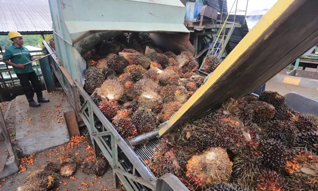 Indonesia xuất khẩu gần 5 tỷ USD dầu cọ trong hai tháng đầu năm 2026缩略图 Indonesia xuất khẩu gần 5 tỷ USD dầu cọ trong hai tháng đầu năm 2026