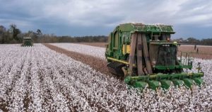 Giá bông tăng phi mã, gần chạm đỉnh 2 năm