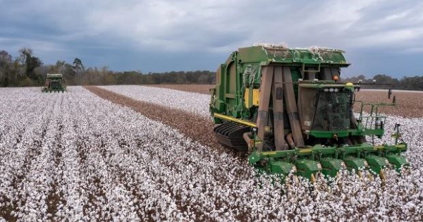 Giá bông tăng phi mã, gần chạm đỉnh 2 năm