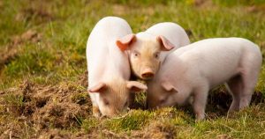 Dự báo giá heo hơi ngày 25/4: Có thể duy trì đi ngang tại nhiều địa phương