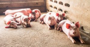 Giá heo hơi hôm nay 30/4: Tiếp tục chững giá