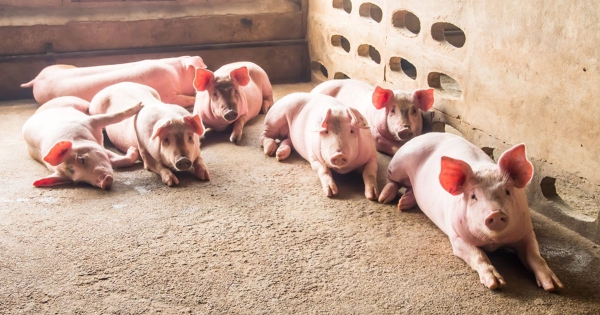 Giá heo hơi hôm nay 30/4: Tiếp tục chững giá