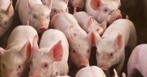 Giá heo hơi hôm nay 29/4: Toàn quốc đi ngang, thu mua trong khoảng 63.000 - 69.000 đồng/kg