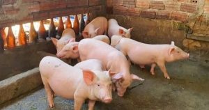 Dự báo giá heo hơi ngày 3/4: Thị trường phía Bắc vẫn giữ đà tăng