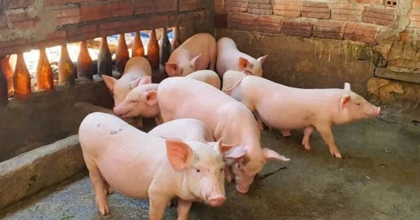 Dự báo giá heo hơi ngày 3/4: Thị trường phía Bắc vẫn giữ đà tăng