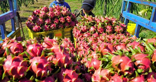 Xuất khẩu thanh long sang Thái Lan, Trung Đông tăng mạnh