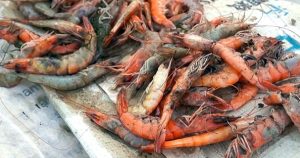 Nắng nóng làm tôm, cua Cà Mau chết hàng loạt