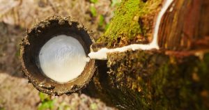 Xuất khẩu cao su tăng vọt cuối quý I, xu hướng có tiếp tục được duy trì?