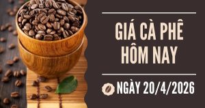 Giá cà phê hôm nay 20/4: Giá sẽ tiếp tục giảm do nguồn cung dồi dào?