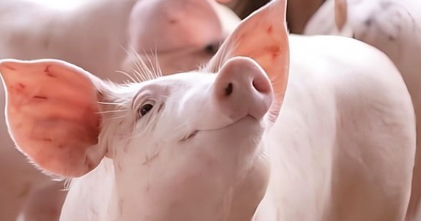 Dự báo giá heo hơi ngày 13/4: Thị trường tiếp tục biến động trong tuần tới