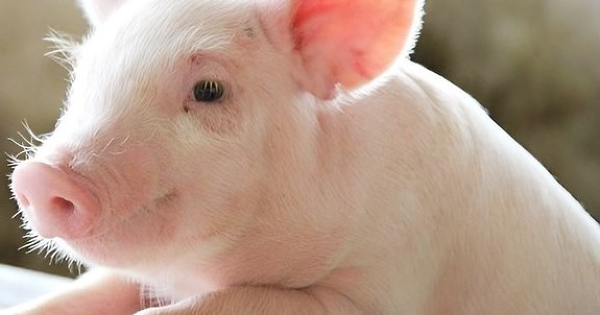 Dự báo giá heo hơi ngày 7/4: Sẽ tiếp tục được điều chỉnh