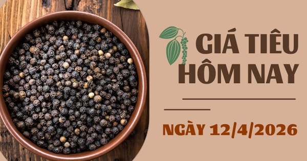 Giá tiêu hôm nay 12/4: Trong nước và xuất khẩu cùng tăng trong tuần qua