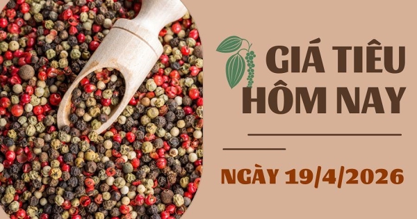Giá tiêu hôm nay 19/4: Khởi sắc trở lại, giá tiêu trong nước tăng 1.000 – 2.000 đồng/kg trong tuần qua