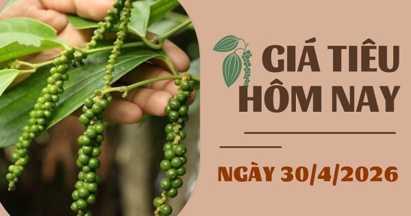 Giá tiêu hôm nay 30/4: Tăng mạnh 2.000 – 3.000 đồng/kg trên thị trường nội địa