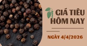 Giá tiêu hôm nay 4/4: Trồi sụt thất thường, giá tiêu quay đầu giảm 500 – 1.000 đồng/kg