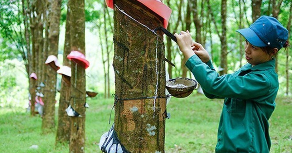 Tập đoàn Cao su (GVR) có gần 26.000 tỷ tiền nhàn rỗi