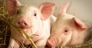 Dự báo giá heo hơi ngày 8/4: Thị trường vẫn giữ xu hướng đi lên