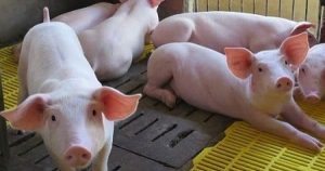 Dự báo giá heo hơi ngày 15/4: Một vài địa phương sẽ ghi nhận điều chỉnh