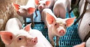 Giá heo hơi hôm nay 5/4: Biến động trái chiều trong tuần qua, thị trường hiện giao dịch trong khoảng 63.000 - 68.000 đồng/kg