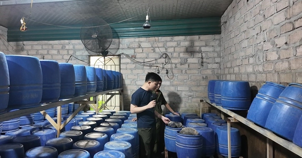 Phát hiện cơ sở tuồn 700 kg giá đỗ ngâm hoá chất ra thị trường mỗi ngày, hoạt động từ năm 2024