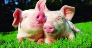 Dự báo giá heo hơi ngày 16/4: Thị trường có thể duy trì đà tăng