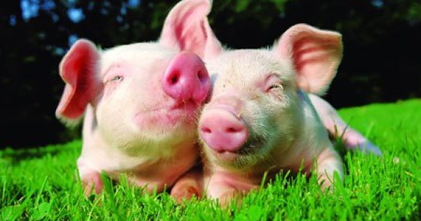 Dự báo giá heo hơi ngày 16/4: Thị trường có thể duy trì đà tăng