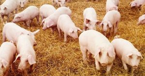 Dự báo giá heo hơi ngày 11/4: Có thể kéo dài xu hướng đi ngang ở nhiều địa phương