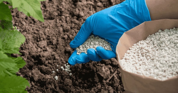 Giá phân bón lao dốc sau thông tin Eo biển Hormuz mở cửa trở lại