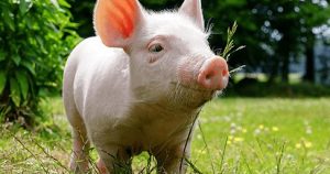 Dự báo giá heo hơi ngày 6/4: Thị trường sẽ tiếp tục đi lên trong tuần tới