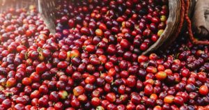 [Báo cáo] Thị trường cà phê quý I/2026: Giá cá phê liên tục lao dốc, mất mốc 90.000 đồng/kg