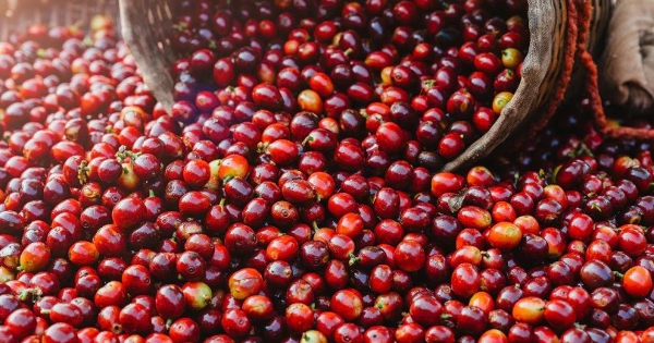 [Báo cáo] Thị trường cà phê quý I/2026: Giá cá phê liên tục lao dốc, mất mốc 90.000 đồng/kg