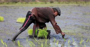 Nguồn cung gạo toàn cầu đứng trước rủi ro giá phân bón tăng cao và El Nino