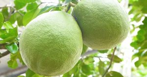 Nghị định thư được ký, bưởi Việt đón cơ hội lớn tại Trung Quốc