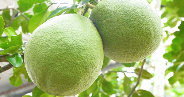 Nghị định thư được ký, bưởi Việt đón cơ hội lớn tại Trung Quốc