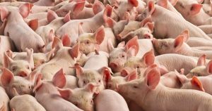 Giá heo hơi hôm nay 9/5: Tăng giá trên cả ba miền, Đồng Nai đạt mức 71.000 đồng/kg